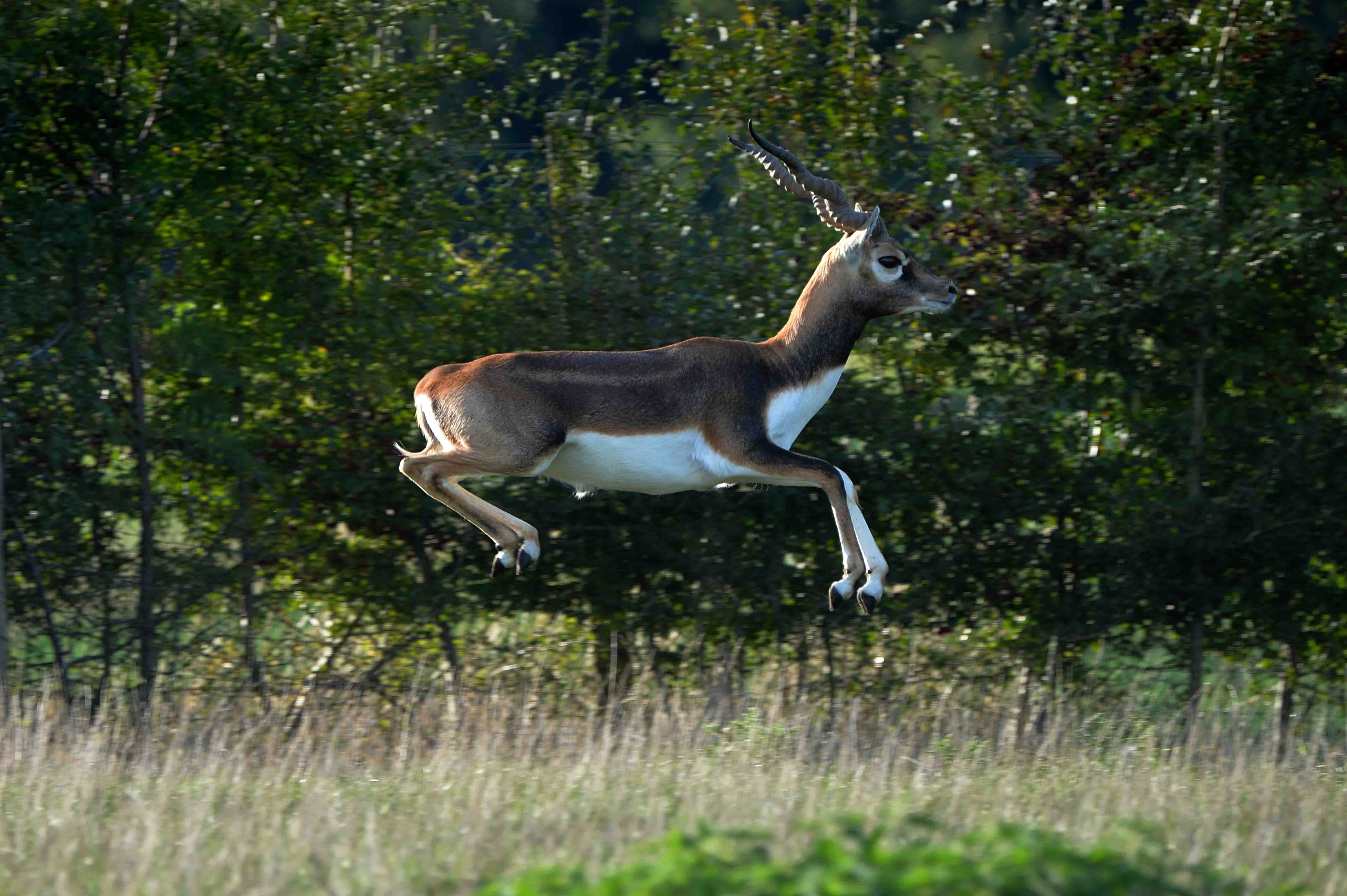 20-2101-Antilope.jpg