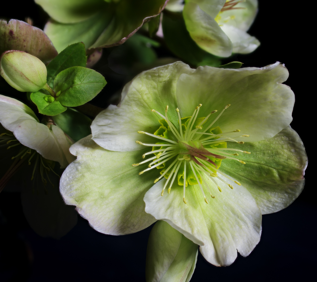 20-2304-Helleborus.jpg