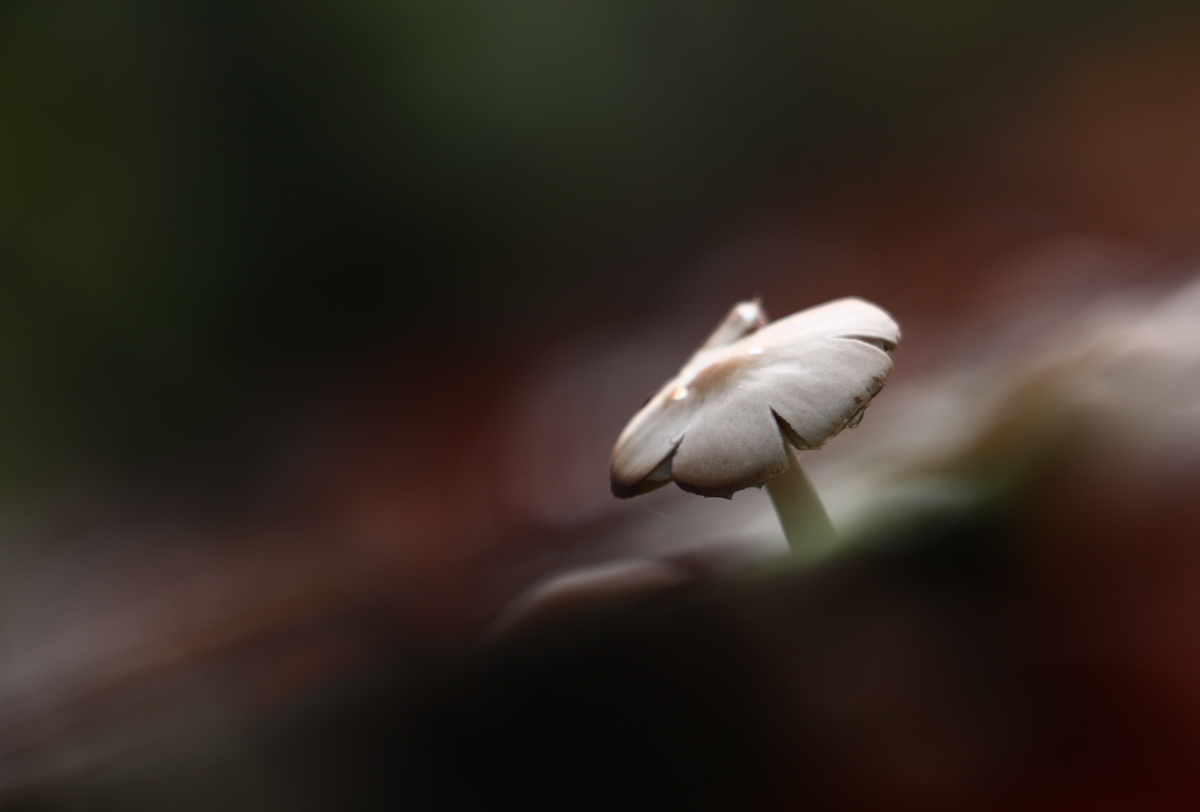 76-2301-Herfst1.jpg